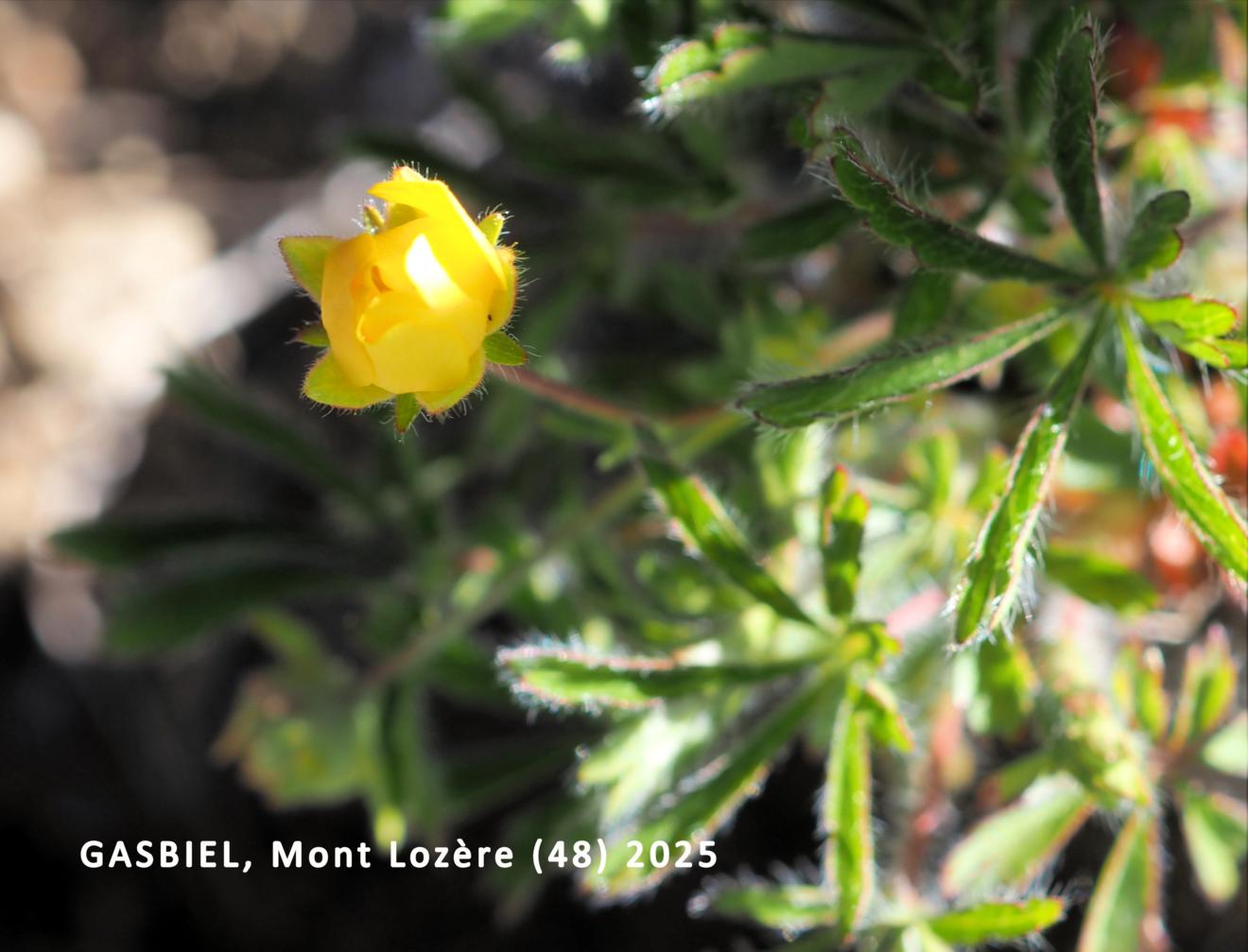 Cinqfoil, Seven-leaved